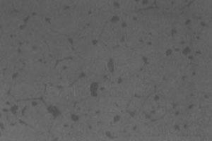 Microstruttura della magnesite sinterizzata ad alta densità, contenente il 97% di MgO